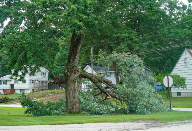 How Our Tree Care Process Works  in  Conyngham, PA